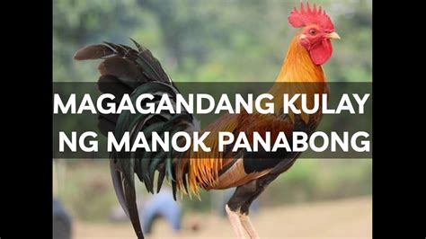 Kulay ng panabong may bentahe sa laban .